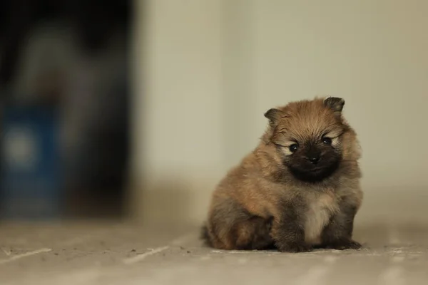 Close Portrait Serious Cute Red Two Weeks Old Pomeranian Puppy — стоковое фото