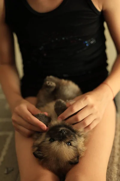 Mały Szczeniak Patrząc Górę Podczas Gdy Dziewczyna Trzyma Cute Dog — Zdjęcie stockowe