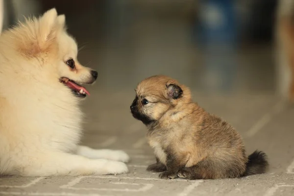 Familie Van Honden Pomeranian Moeder Vader Puppy Hoge Kwaliteit Foto — Stockfoto