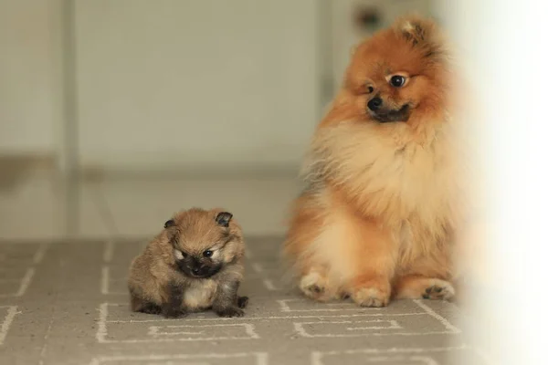 Pomeranian Cute Fluffy Adorable Pomeranian Little Puppy High Quality Photo — стокове фото