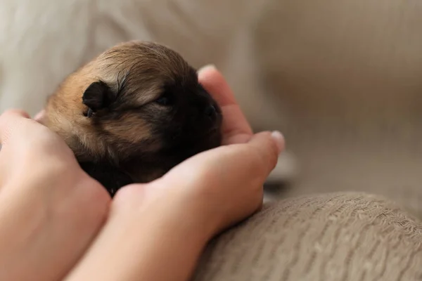 Newborn Little Puppy Sleeps Her Arms Close Pomeranian Spitz Puppy — Stockfoto