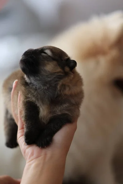 Newborn Puppy Caring Hands High Quality Photo — Foto Stock