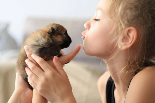 Adorable Cachorro Pomerania Las Manos Los Propietarios Retrato Perrito Foto —  Fotos de Stock