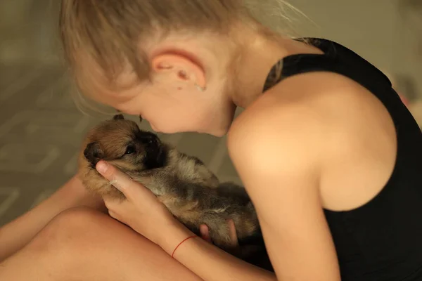 Adorable Chiot Poméranien Dans Les Mains Des Propriétaires Portrait Petit — Photo