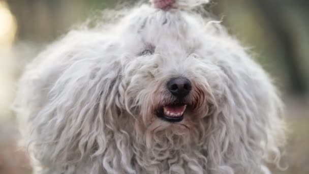 Retrato de cão pastor húngaro Puli. — Vídeo de Stock