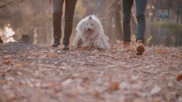 Cão pastor húngaro caminha com proprietários. — Vídeo de Stock