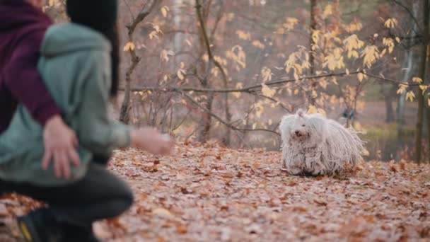 Köra ungerska Shepherd Dog Puli. — Stockvideo