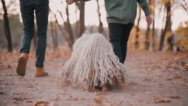 Угорський собака - пастух ходить з власниками. — стокове відео
