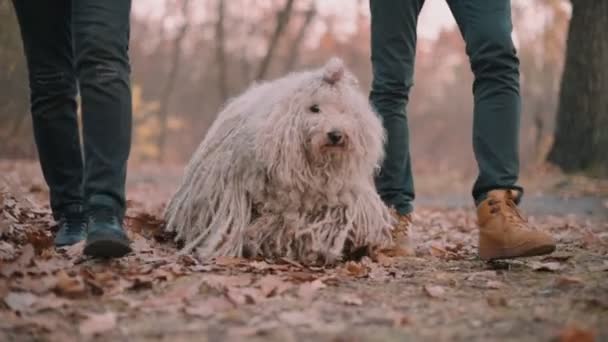 Hungarian Shepherd dog walks with owners. — Stock Video