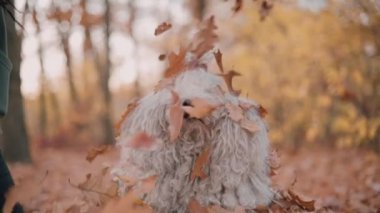 Köpekle oynayan çift.