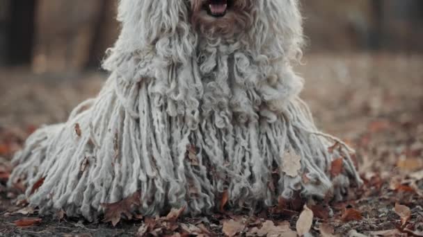 Portrait of Hungarian Shepherd Dog Puli. — Stok Video