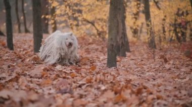 Koşan Macar Çoban Köpeği Puli.