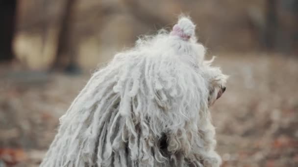 Retrato de cão pastor húngaro Puli. — Vídeo de Stock