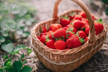 Çiftlikte çilek hasatı..