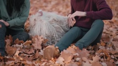 Köpekle oynayan çift.