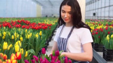 Kadın çiftçi, çiçek açan laleleri istifledi..