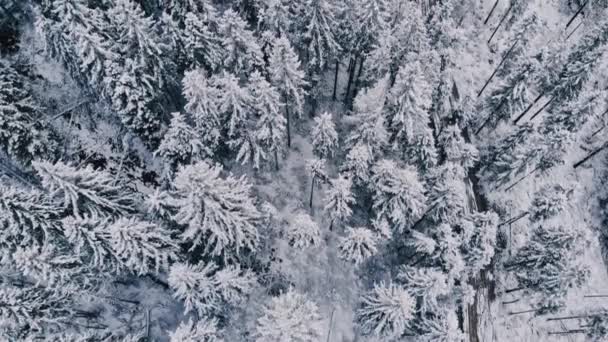 雪に覆われたモミの木. — ストック動画