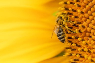 Honey bee pollinating sunflower. Macro shot.