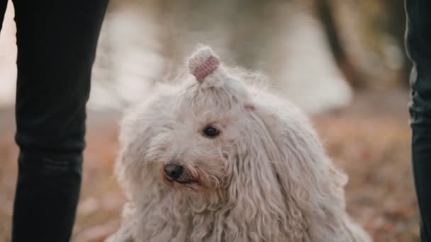 Casal Feliz Com Cão Cão Encaracolado Engraçado Senta Lado Seus — Vídeo de Stock