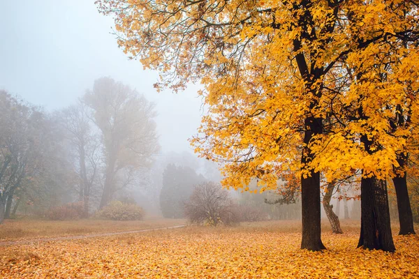 Autumn park in the fog. The colorful trees are covered with yellow foliage.