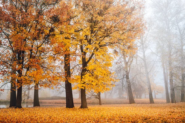 Autumn park in the fog. The colorful trees are covered with yellow foliage.