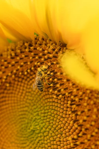 Honey Bee Pollinating Sunflower Macro Shot — Photo