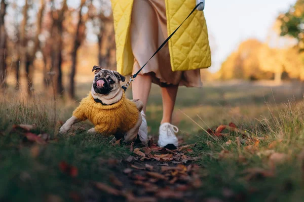 걷습니다 스웨터를 강아지가 공원의 가죽끈 뛰어다니고 있습니다 클로즈업 — 스톡 사진