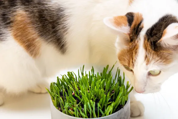 Hierba Especial Para Gatos Concepto Cuidar Salud Mascota Gato Comiendo —  Fotos de Stock