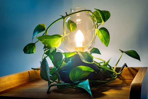 Символ Стійкої Енергії Зменшення Co2 Навколишньому Середовищі Концепція Стильна Лампа — стокове фото
