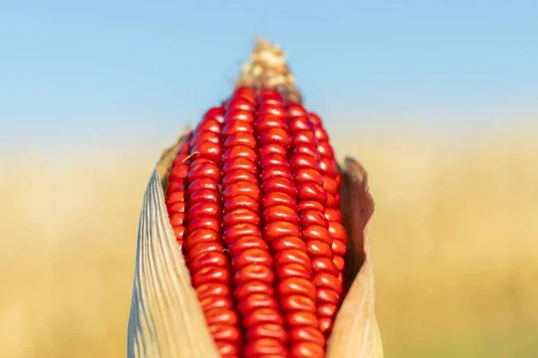 Rode Maïskolf Tegen Achtergrond Van Landbouwgrond Lucht — Stockfoto