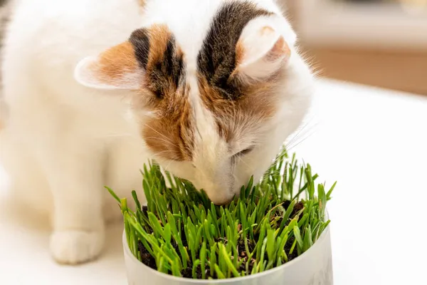 Hierba Especial Para Gatos Concepto Cuidar Salud Mascota Gato Comiendo —  Fotos de Stock