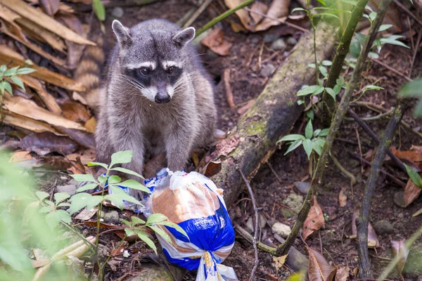 Wilder Waschbär Einem Nationalpark Frisst Brot Einer Plastiktüte Das Konzept — Stockfoto