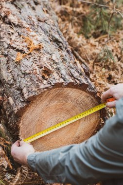 Ormanda devrilmiş bir ağacı ölçmek. Eski ve değerli bir ağaç standından ormanların tahrip edilmesi, karbondioksit emen ekosistem için bir tehdit. 