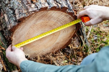 Kesilen ağacı ölçüyorum. Eski ve değerli bir ağaç standından ormanların tahrip edilmesi konsepti, doğal çevreyi tehdit eder. 