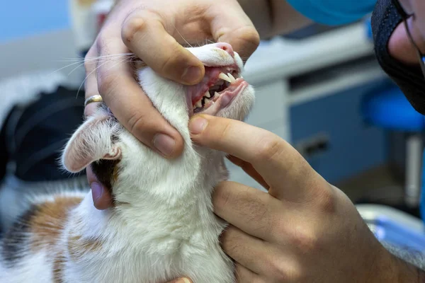 Klinikteki kırmızı ve şişmiş kedi dişetlerine bakan veteriner, konsept, muayene ve evcil hayvan tedavisi 