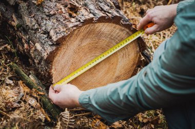 Ormanda devrilmiş bir ağacı ölçmek. Eski ve değerli bir ağaç standından ormanların tahrip edilmesi, karbondioksit emen ekosistem için bir tehdit. 