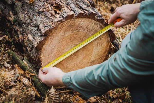 Ormanda devrilmiş bir ağacı ölçmek. Eski ve değerli bir ağaç standından ormanların tahrip edilmesi, karbondioksit emen ekosistem için bir tehdit. 