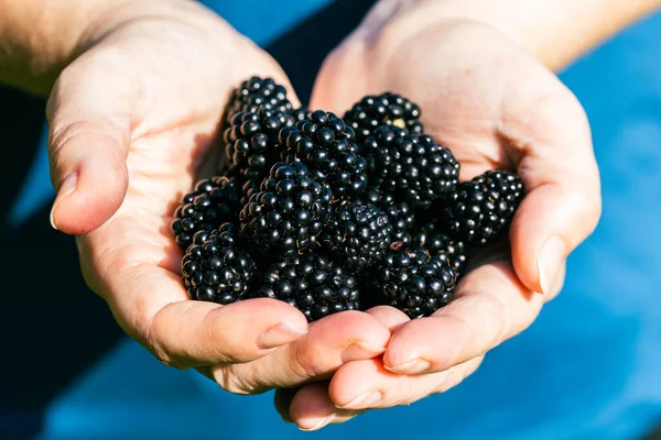 Girl Shows Two Handfuls Freshly Picked Ripe Blackberries Garden Eating — Stockfoto