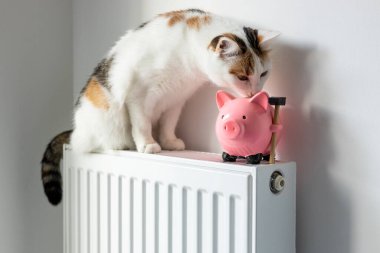 Kedi, kumbaranın yanındaki evde sıcak bir radyatörün üzerinde oturuyor, kış mevsiminde yükselen ısıtma fiyatları, ev bütçesi, yatay fotoğraf