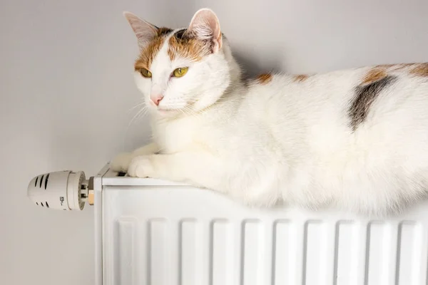 Кіт Лежить Гарячому Радіаторі Вдома Концепція Підвищення Цін Опалення Квартир — стокове фото