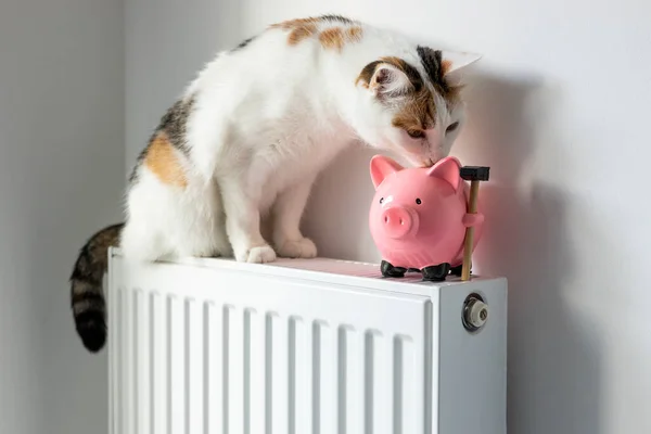 Cat Sitting Hot Radiator House Next Piggy Bank Concept Rising — стоковое фото