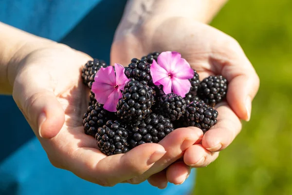 Girl Shows Two Handfuls Freshly Picked Ripe Blackberries Garden Eating — Stockfoto