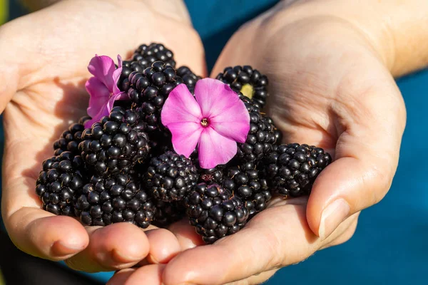 Girl Shows Two Handfuls Freshly Picked Ripe Blackberries Garden Eating — Stockfoto