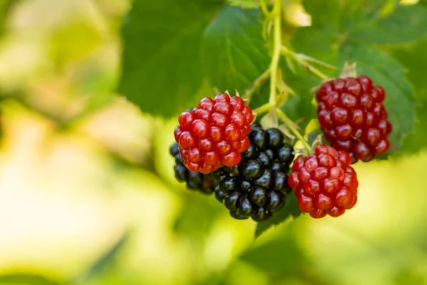 Delicious Blackberries Ripen Bush — Stockfoto