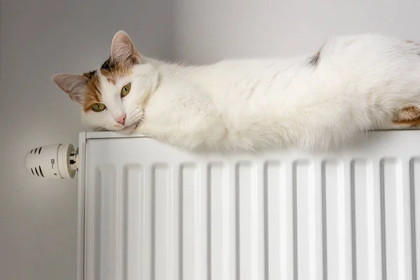 Кіт Лежить Гарячому Радіаторі Вдома Концепція Підвищення Цін Опалення Квартир — стокове фото