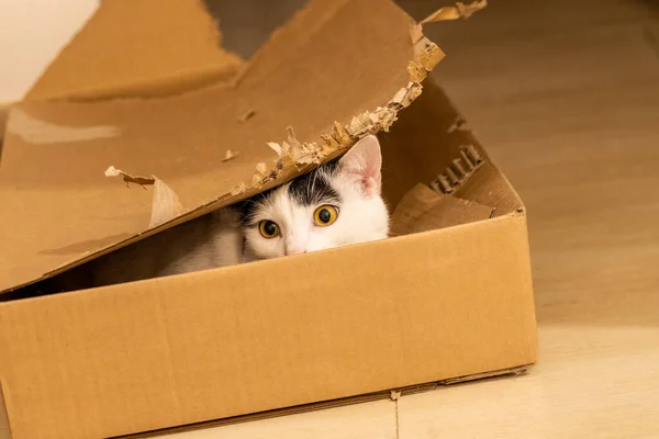 Domestic Cat Looking Out Cardboard Box Cat Favorite Toy Concept — Zdjęcie stockowe