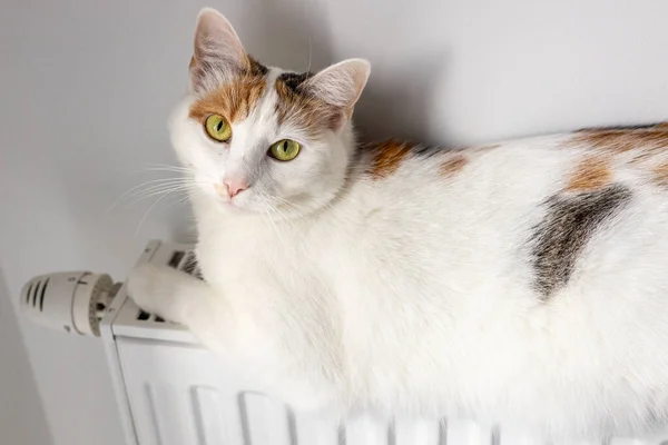 Cat Lying Hot Radiator Home Concept Rising Prices Heating Apartments — Zdjęcie stockowe