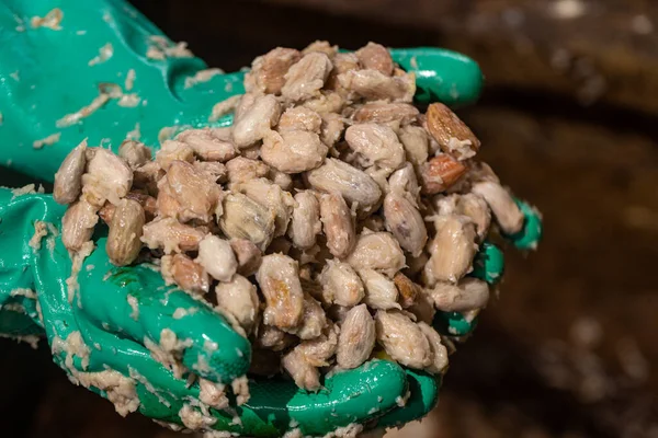 Semillas Cacao Fermentadas Una Plantación Cacao Orgánico — Foto de Stock