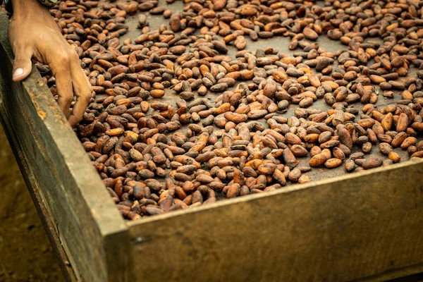cocoa seeds drying on an organic plantation