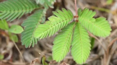 Mimosa Pudica adında doğal bir çevreye yerleşen Mimosa, nazik bir dokunuştan sonra yapraklarını kapatır.